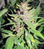 SD_harvest_13-small-small.jpg