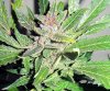 SD_harvest_12-small-small.jpg