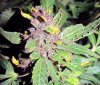 SD_harvest_10-small-small.jpg