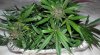 SD_harvest_6-small-small.jpg