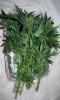 SD_harvest_5-small-small.jpg