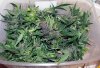SD_harvest_2-small-small.jpg