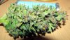 SD_harvest_16-small-small.jpg