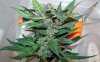 SD_harvest_15-small-small.jpg