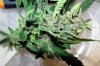 SD_harvest_14-small-small.jpg