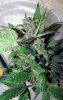 SD_harvest_1-small-small.jpg