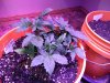 IMG_20180521_144649.jpg