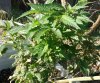 20180523_085715.jpg