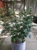 IMG_20180526_142315.jpg