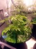 20180525_093747.jpg 20180525_093747.jpg