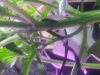 Hermieplant1.jpg