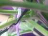Hermieplant11.jpg