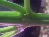 Hermplant2.jpg