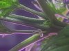 Hermieplant2.jpg