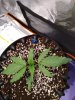 IMG_20180608_180848.jpg