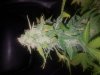 20180608_165332.jpg
