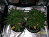 day21f.JPG