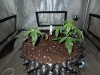 Mossys seeds 001.jpg