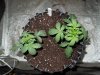 Mossys seeds 002.jpg