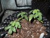 Mossys seeds 007.jpg