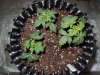 Mossys seeds 008.jpg