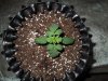 Mossys seeds 010.jpg