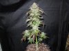 Mossys seeds 011.jpg