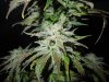 Mossys seeds 014.jpg