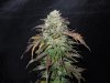 Mossys seeds 018.jpg