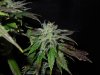Mossys seeds 019.jpg