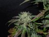 Mossys seeds 021.jpg