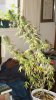 DSC018530001 - Copy.jpg