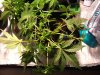DSC00042.jpg