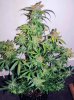bSD_11-small.jpg