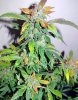 bSD_10-small.jpg
