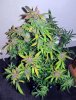 bSD_8-small.jpg