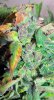 bSD_buds5-small.jpg