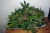 bSD_buds4-small.jpg