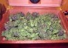 bSD_buds3-small.jpg