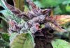bSD_buds2-small.jpg