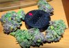 bSD_buds1-small.jpg