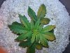 ronns plants 025.jpg