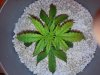 ronns plants 027.jpg ronns plants 027.jpg