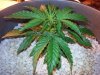 ronns plants 038.jpg ronns plants 038.jpg