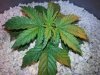 ronns plants 026.jpg ronns plants 026.jpg