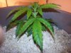 ronns plants 030.jpg ronns plants 030.jpg