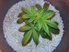 ronns plants 031.jpg ronns plants 031.jpg