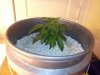 ronns plants 032.jpg ronns plants 032.jpg