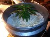 ronns plants 037.jpg ronns plants 037.jpg