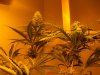 OUTLAW DAY 47 FLOWER DAY 82 oa 007.jpg OUTLAW DAY 47 FLOWER DAY 82 oa 007.jpg